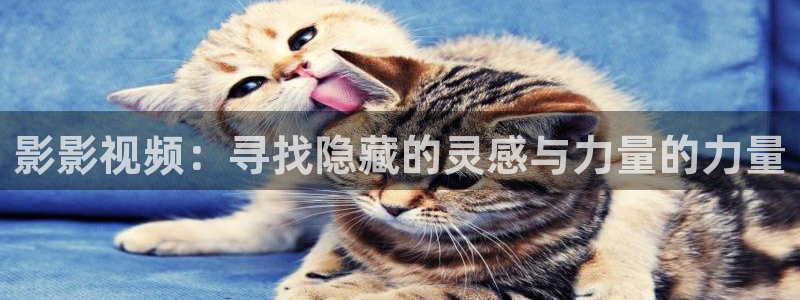 金桔视频